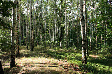 Image showing deep czech forest