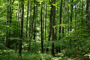 Image showing deep czech forest