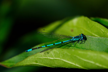 Image showing flying adder