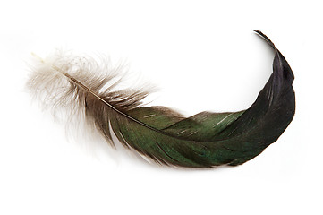 Image showing Feather