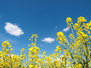 Image showing Rapeseed field
