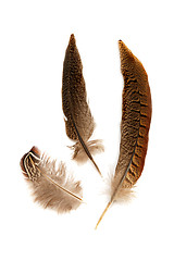 Image showing Feathers