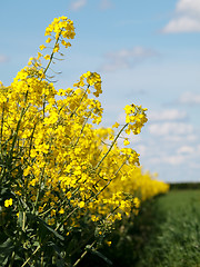 Image showing Rapeseed field