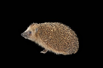 Image showing Hedgehog isolated on black