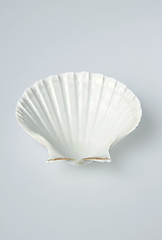 Image showing sea shell