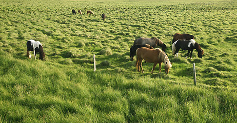 Image showing Horses in the countryside