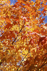 Image showing autumn leaves