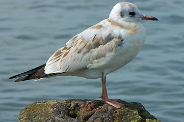 Image showing Seagull