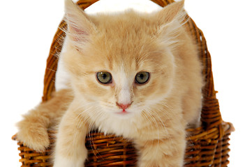 Image showing Kitten in basket