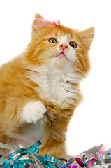 Image showing Cat kitten with bow
