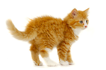 Image showing Sweet cat kitten standing on white background