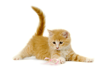 Image showing Cat kitten playing on pink bow