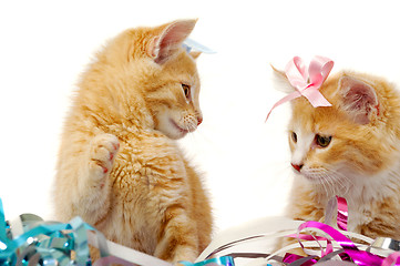 Image showing Two sweet cat kittens