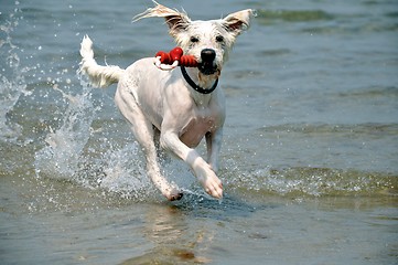 Image showing playing dog with toy