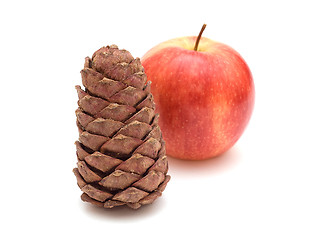 Image showing Cedar cone and apple