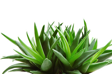 Image showing Aloe