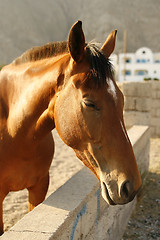 Image showing Brown horse