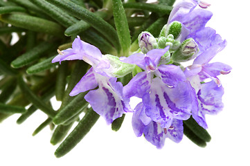 Image showing Rosemary