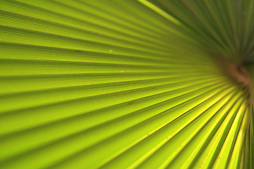 Image showing Green palm leaf close up