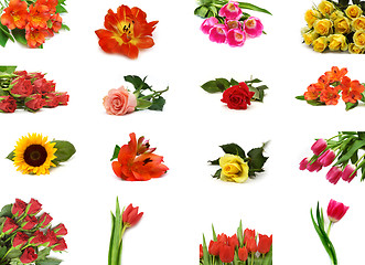 Image showing Flower collection