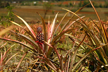 Image showing Pineapple plant close-up