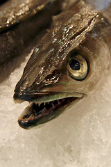 Image showing Details of raw fresh fish, close-up