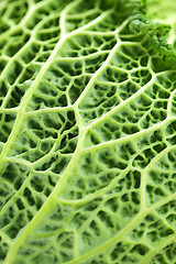 Image showing Closeup of green cabbage leaves