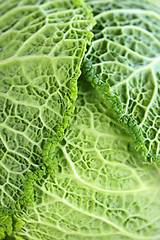 Image showing Closeup of green cabbage leaves