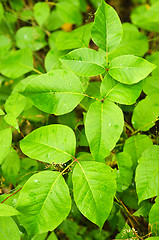 Image showing Poison ivy