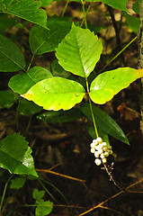 Image showing Poison ivy