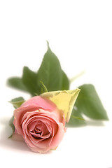 Image showing Pink rose