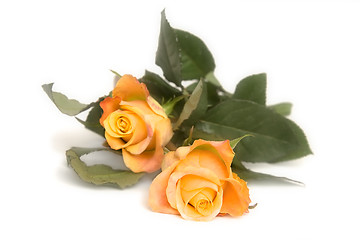 Image showing Yellow rose