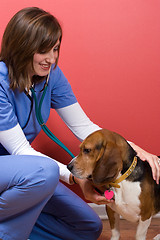 Image showing Sick Dog at the Vet