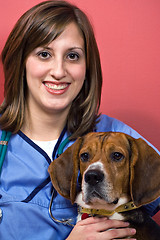 Image showing Veterinarian with a Beagle