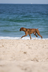Image showing Dog On the Beach