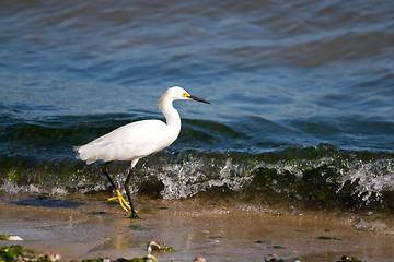 Image showing Snowy Egret