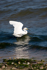 Image showing Snowy Egret