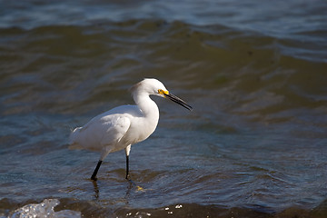 Image showing Snowy Egret