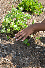 Image showing Planting the Garden