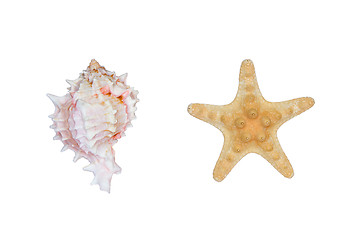 Image showing shell and starfish isoleted on white