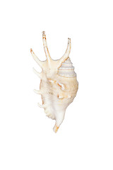 Image showing Sea shell isolated in white