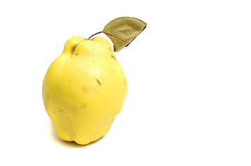 Image showing fresh garden quince