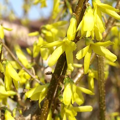 Image showing Forsythia