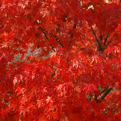 Image showing Maple leaves