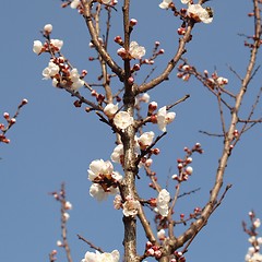 Image showing Forsythia