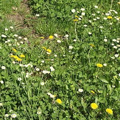 Image showing Daisy meadow