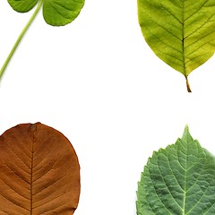 Image showing Leaves