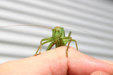 Image showing Grashopper