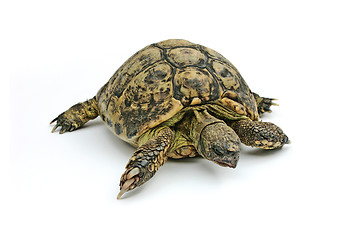 Image showing Turtle Emma