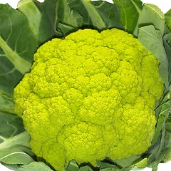 Image showing Cauliflower